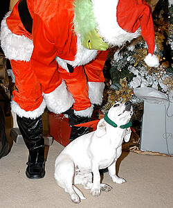 Big boobed blonde chick gets banged by the Grinch in a Santa suit at Christmas